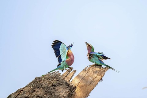 Forked Roller (Coracias caudatus), with open wing, mating behaviour, two birds on a branch in front