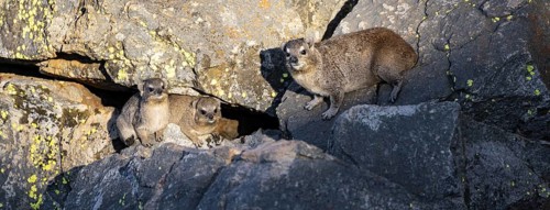 Rock hyrax (Procavia capensis), group on rocks in the evening light, Mpumalanga, South Africa