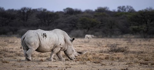 Southern white rhinoceros (Ceratotherium simum simum), Khama Rhino Sanctuary, Serowe, Botswana
