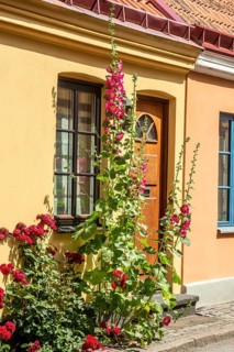 Hollyhocks (Alcea rosea) at a gate in an old house facing the street in Ystad, Skåne County,