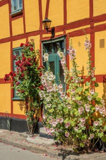 Hollyhocks (Alcea rosea) at a gate in a half-timbered house facing the street in Ystad, Skåne