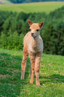A newly born white alpaca (Vicugna pacos) stands in a green meadow on a sunny day. A green forest