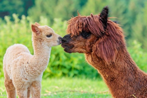 A freshly born white alpaca (Vicugna pacos) stands in front of its brown mother and sniffer on her