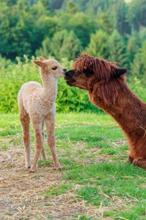A freshly born white alpaca (Vicugna pacos) stands in front of its brown mother and sniffer on her