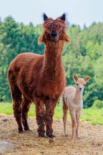 A freshly born white alpaca (Vicugna pacos) stands next to its brown mother on straw in hilly