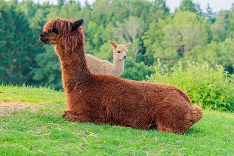 A freshly born white alpaca (Vicugna pacos) stands next to its brown mother on a green meadow on
