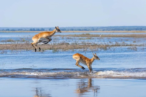 Lechwe (Kobus leche) gracefully leaps through shimmering blue waters in Chobe National Park,