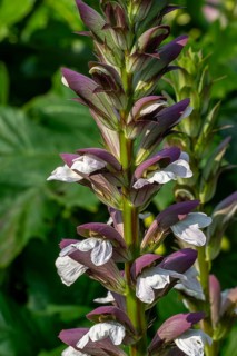 Spiny bear's breech (Acanthus spinosus) in flower in garden, native to southern Europe