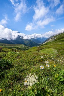 Flower meadow and mountain panorama with cloudy glaciated mountain peaks, view of Aiguille du Midi