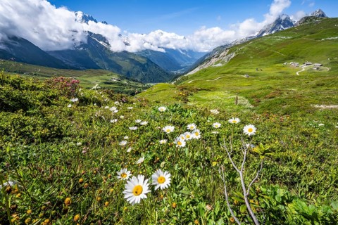 Flower meadow and mountain panorama with cloudy glaciated mountain peaks, view of Aiguille du Midi