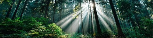 Beautiful rays of sunlight in a green forest shining through trees and tree branches. Concept of