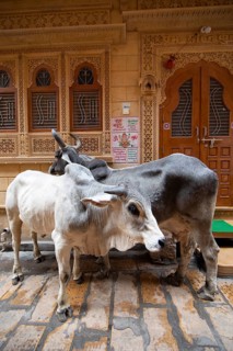 Sacred cows in the old town of Jaisalmer, Rajasthan, India