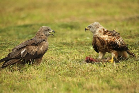 Red kite (Milvus milvus) adult bird at dead young fox (Vulpes vulpes) on freshly mown meadow,