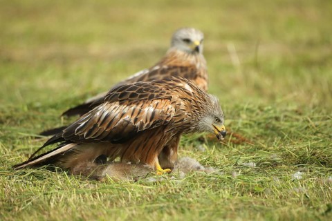 Red kite (Milvus milvus) adult bird on dead young fox (Vulpes vulpes) on freshly mown meadow,