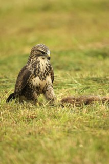 Buzzard (Buteo buteo) tugging at a dead young fox (Vulpes vulpes) on a freshly mown meadow, Allgäu,