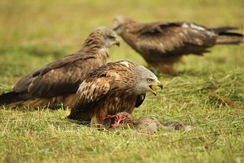 Red kite (Milvus milvus) adult bird at dead young fox (Vulpes vulpes) on freshly mown meadow,