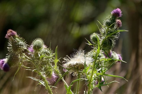 Flowering thistle, July, Germany