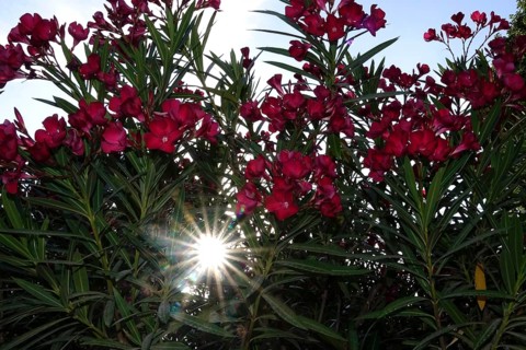 Blossom of the oleander, summer sun, July, Germany