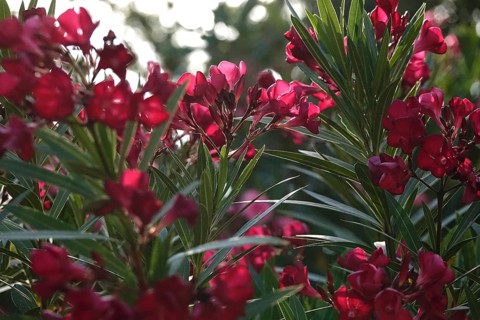 Blossom of the oleander, July, Germany