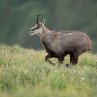 At a fast run... Chamois (Rupicapra rupicapra), rushing, running across a spring-like, blooming
