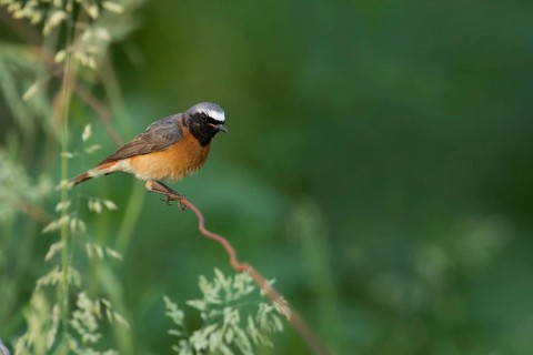 Colourful common redstart (Phoenicurus phoenicurus), adult male in breeding plumage, summer