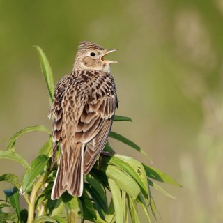 Skylark (Alauda arvensis) sitting on the top of a plant, singing its song, rear view with all