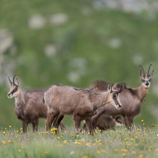 Herd of chamois... Chamois (Rupicapra rupicapra), small group, female animals with a suckling fawn