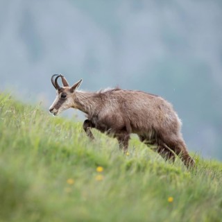 Labourious ascent... Chamois (Rupicapra rupicapra), chamois migrates, runs up a lush, steep