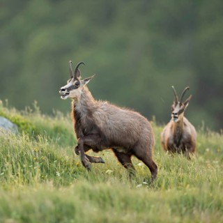 Wild chase... Chamois (Rupicapra rupicapra), two chamois engage in a wild chase, chase each other,