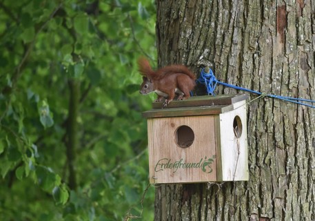 Squirrels, (Sciurus) at the house, cave