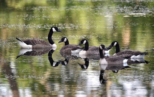 Canada geese (Branta canadensis) swimming on a lake