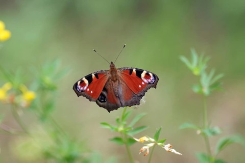 Peacock butterfly (Aglais io), open wings, colourful, pretty