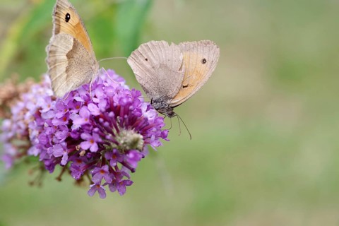 Meadow Brown (Maniola jurtina), two, flower, nectar