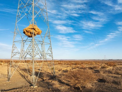 Huge nest of Sociable Weavers (Philetairus socius) built in an elecricity pylon. Low angle aerial