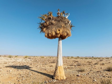 Quiver Tree (Aloidendron dichotomum) with huge nest of Sociable Weavers (Philetairus socius). Low