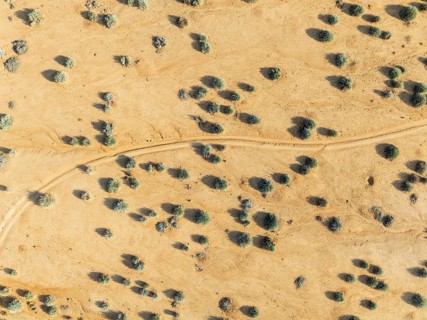 Euphorbia gregaria and desert track. Aerial view. Drone shot. Gondwana Canyon Park. Namibia