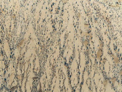 Arid desert plain and dried-up riverbeds with sparse vegetation. Aerial view. Drone shot. Namibia