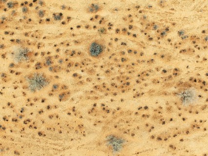 Dried-up river bed with sparse vegetation. Aerial view. Drone shot. Gondwana Canyon Park. Namibia