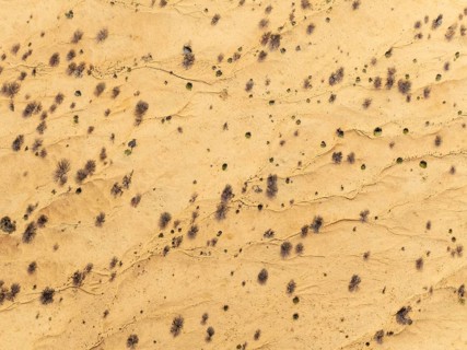 Arid desert plain with sparse vegetation. Aerial view. Drone shot. Namib Desert, Namibia