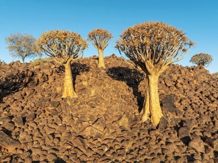 Quiver Tree (Aloidendron dichotomum). Low angle aerial view. Drone shot. Southern Namibia