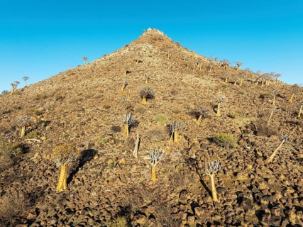 Quiver Tree (Aloidendron dichotomum). At the slope of a conical rock, a so-called Prince Albert