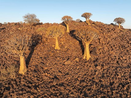 Quiver Tree (Aloidendron dichotomum). Aerial view. Drone shot. Southern Namibia