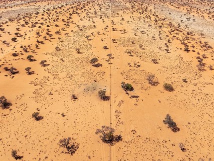 Linear sand dunes grown with camelthorn trees (Vachellia erioloba) in the Kalahari Desert. The