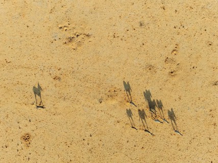 Hartmann's Mountain Zebra (Equus zebra hartmannae). Roaming an arid plain at the edge of the Namib