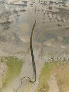 Marshes and streams at low tide in the Walvis Bay Lagoon. Aerial view. Drone shot. Namibia