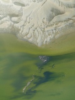 Low tide patterns and Greater Flamingos (Phoenicopterus ruber) at the Walvis Bay Lagoon. Aerial