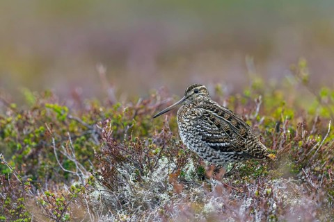 Great snipe (Gallinago media) showing camouflage colours on tundra breeding ground in spring