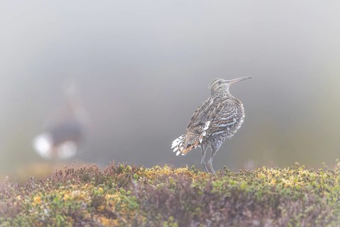 Great snipe (Gallinago media) male displaying at lek at dawn in early morning mist on tundra