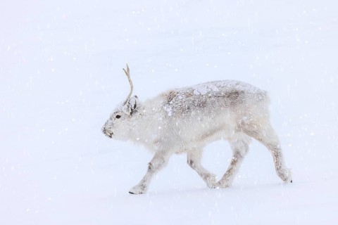 Svalbard reindeer (Rangifer tarandus platyrhynchus) adult in winter coat foraging on snow covered