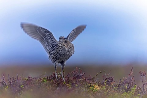 Great snipe (Gallinago media) male flapping wings during courtship display at lek at dusk on tundra